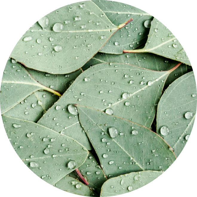 Ingredient Glossary - Eucalyptus Leaves