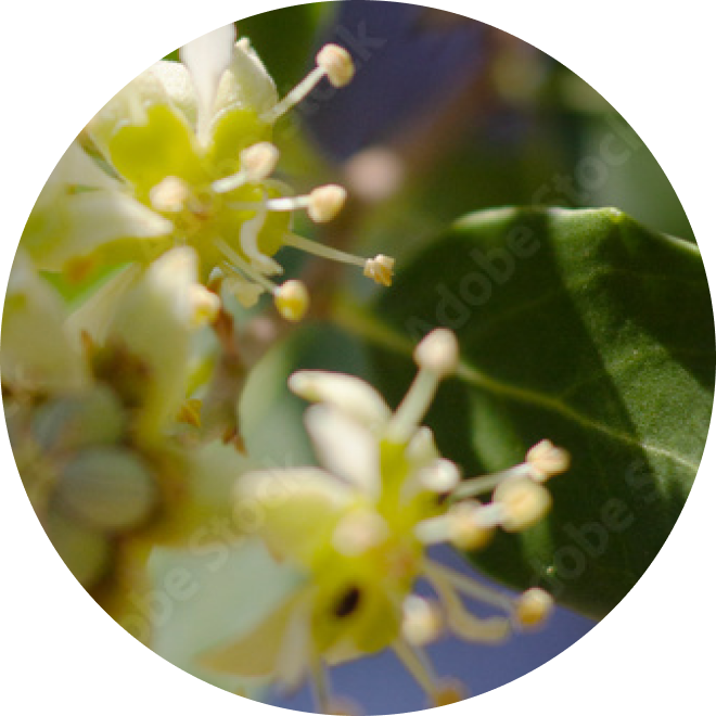 Ingredient Glossary - Saponaria Wood Extract