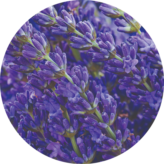 Ingredient Glossary - Lavender