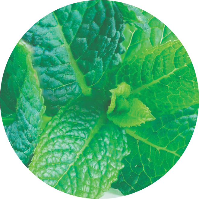 Ingredient Glossary - Spearmint