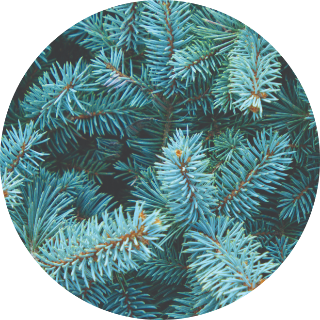 Ingredient Glossary - Pine