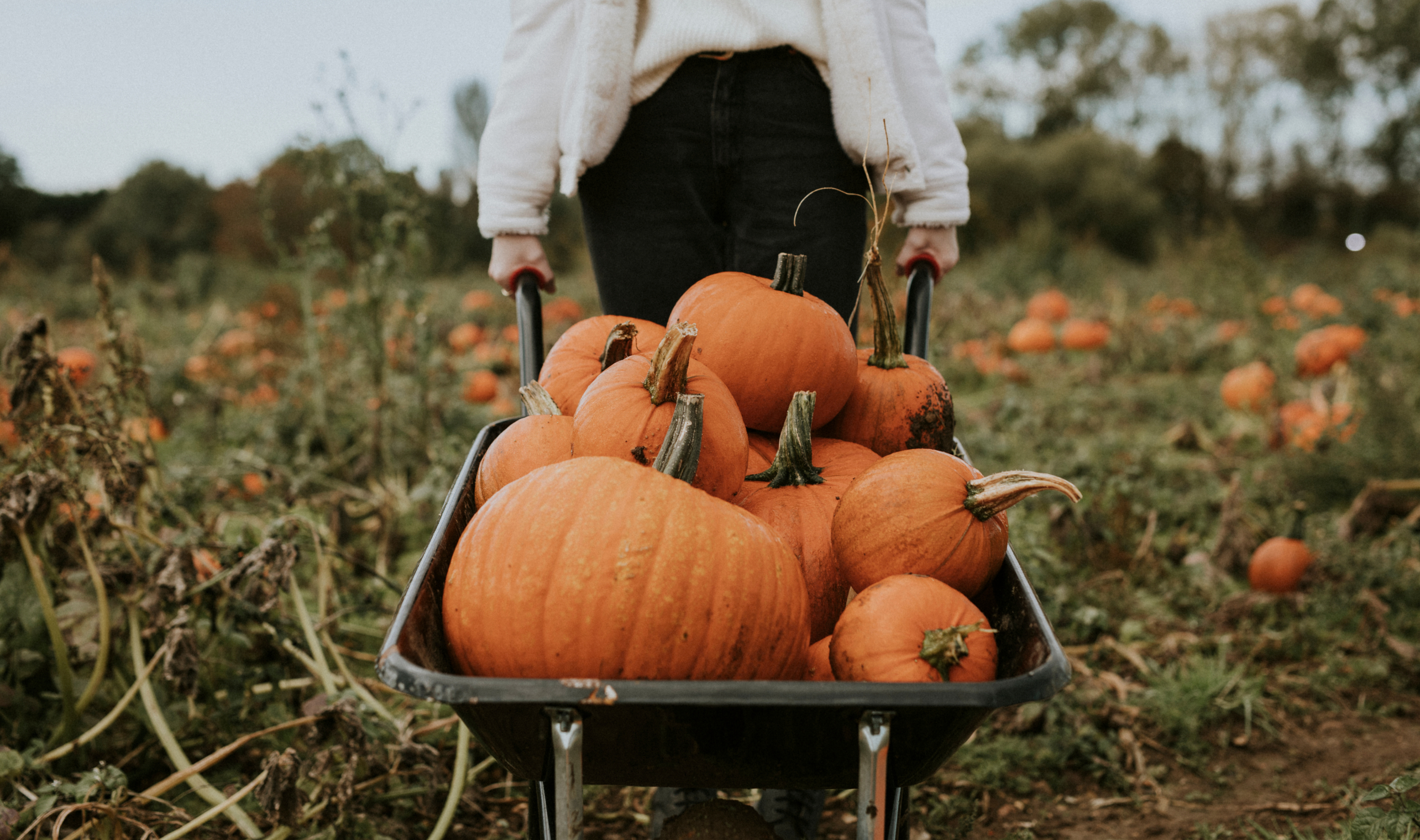 wheelbarrow of pumpkins