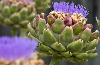 Artichoke in Bloom