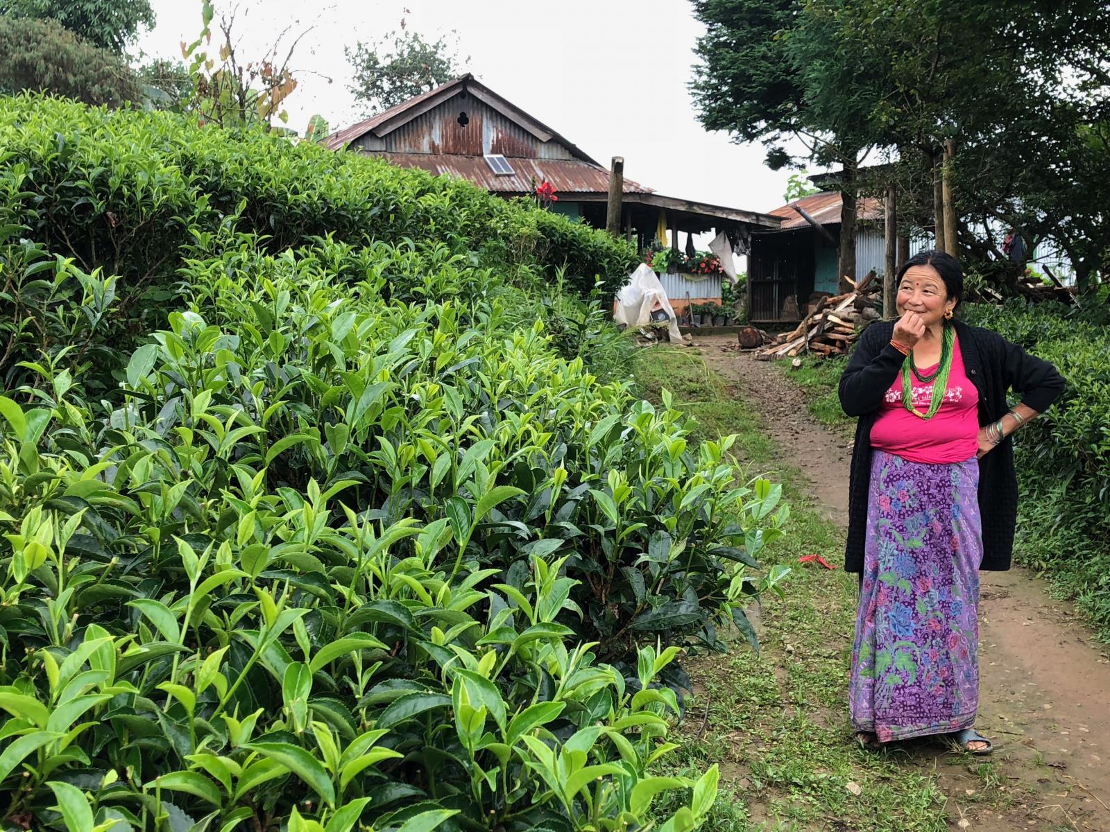 Whole Planet Foundation at Dil Tea Farm Nepal
