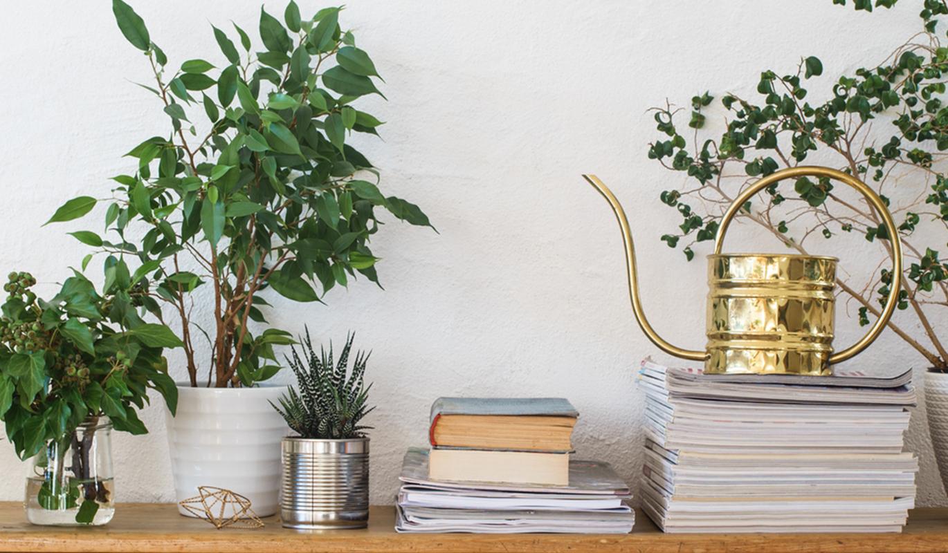 Houseplants and Books on Shelf