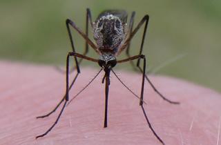 Mosquito Biting Skin