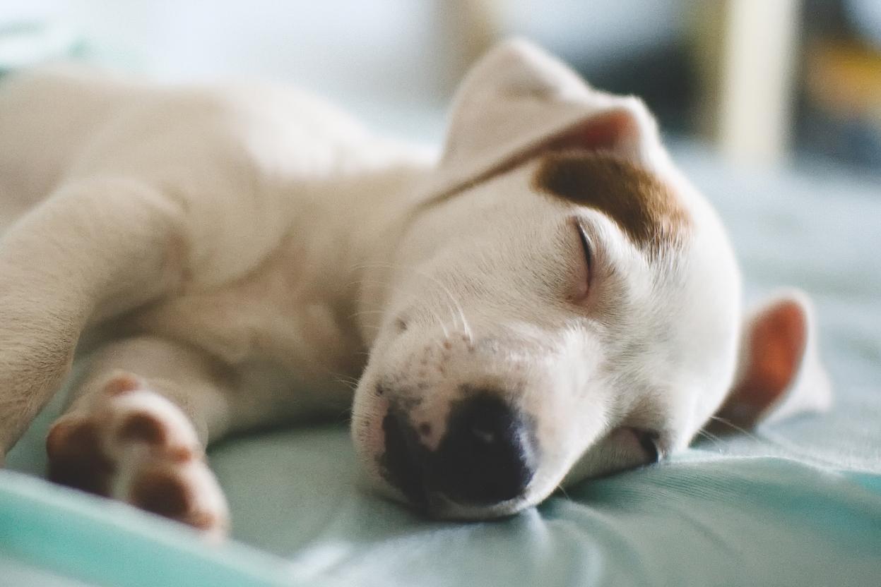 Puppy Sleeping on bed