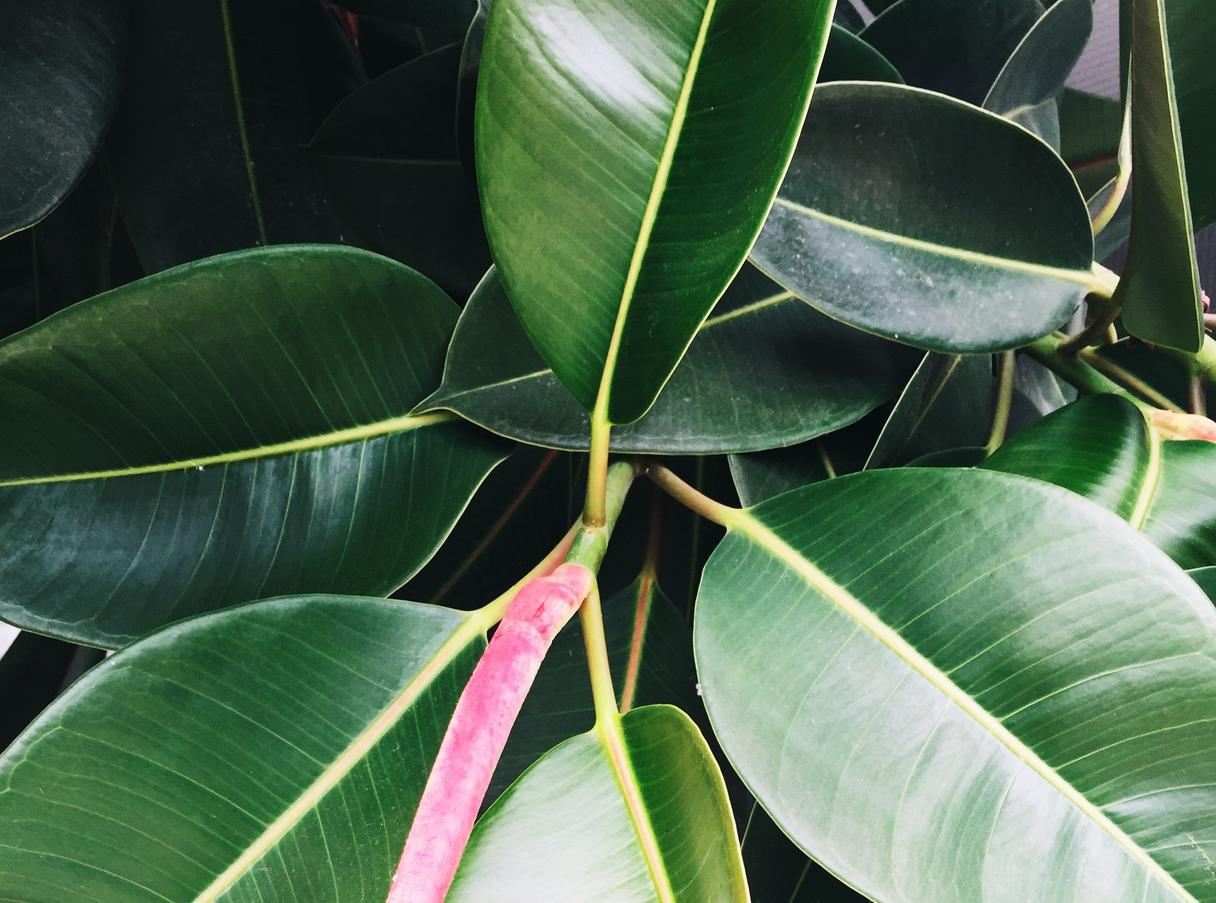 Close up of  Ficus Elastica Plant