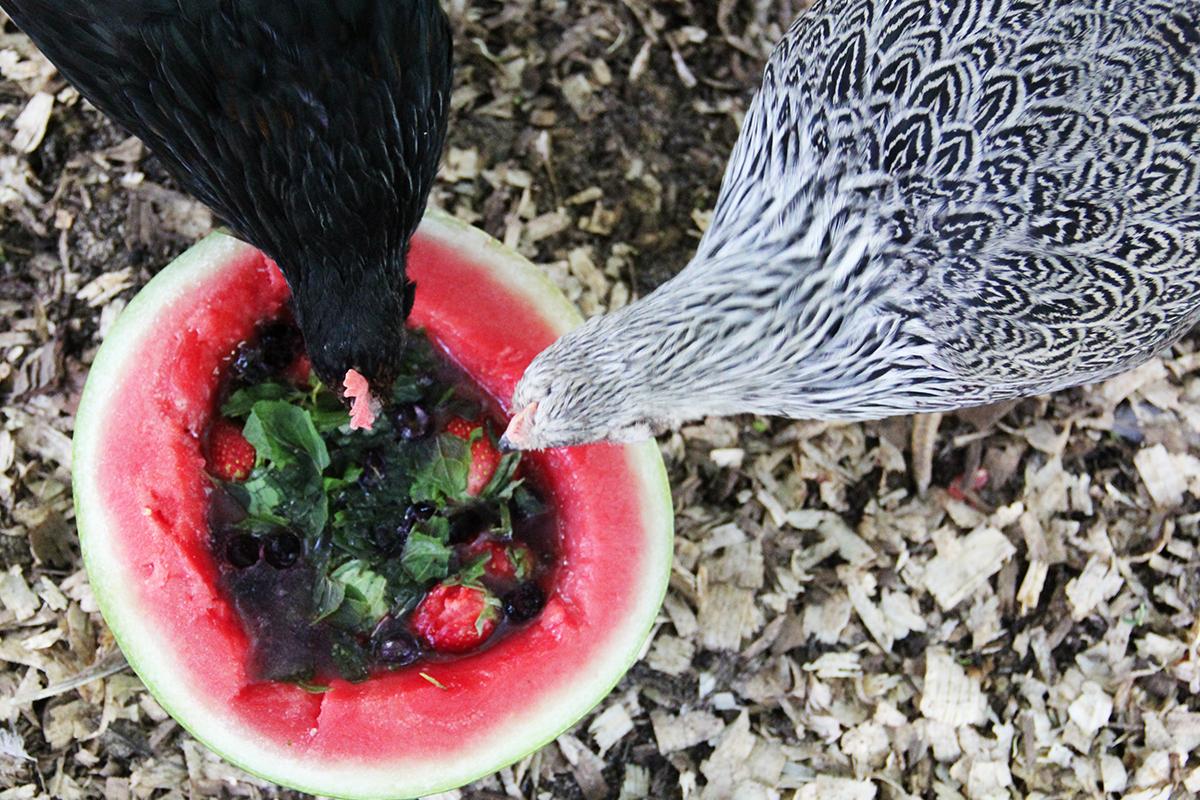 Chickens Eating Fruit