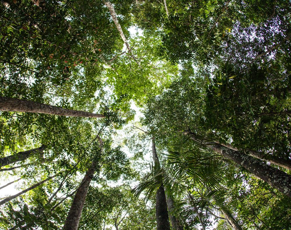 View of a forest from the ground looking up at the trees