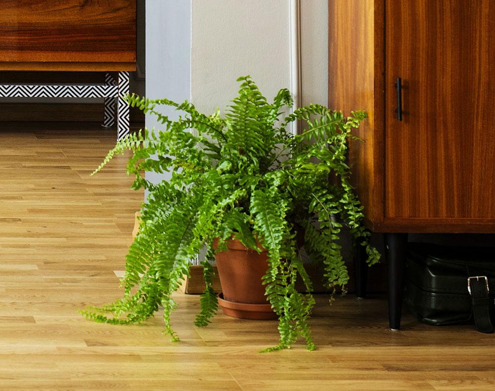 Image of Boston fern plant sitting on wood floor next to a mod style sideboard