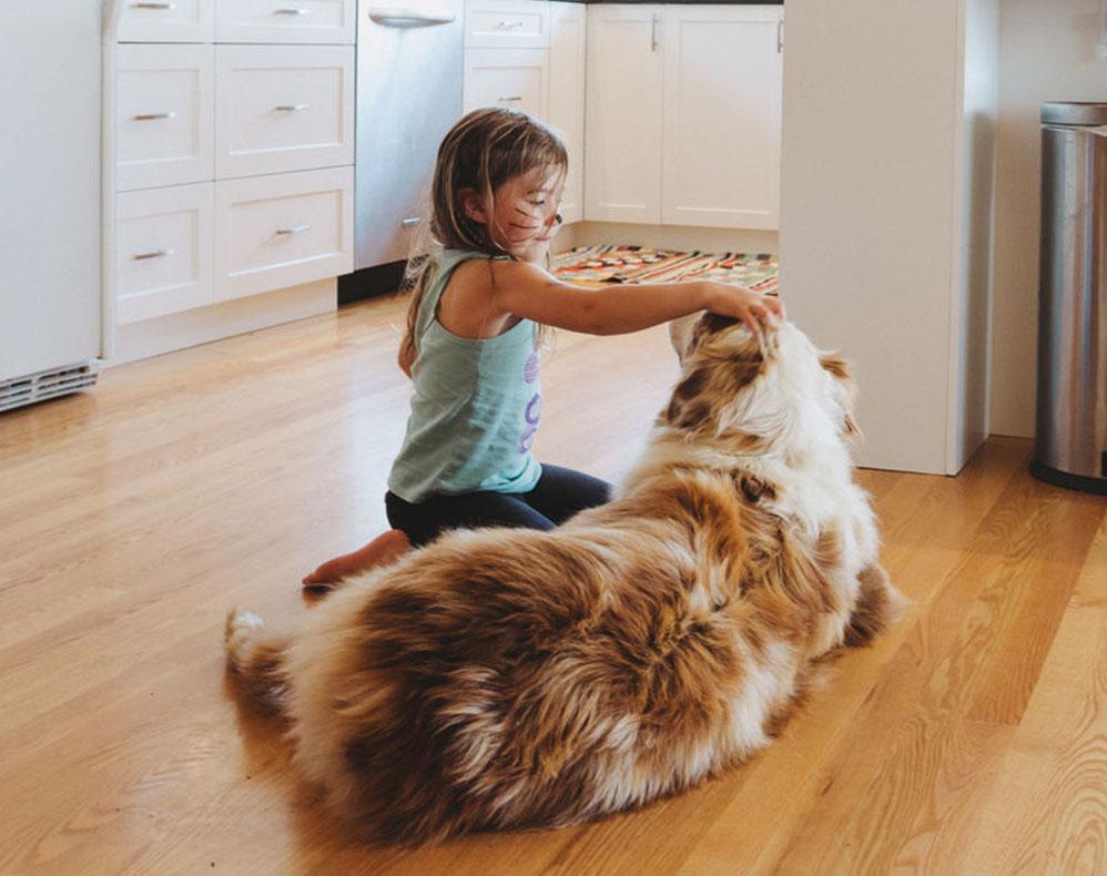Little kid playing with big dog lying on hardwood floor