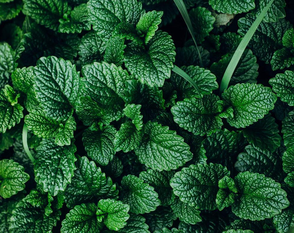 close up image of lush, dark green mint leaves