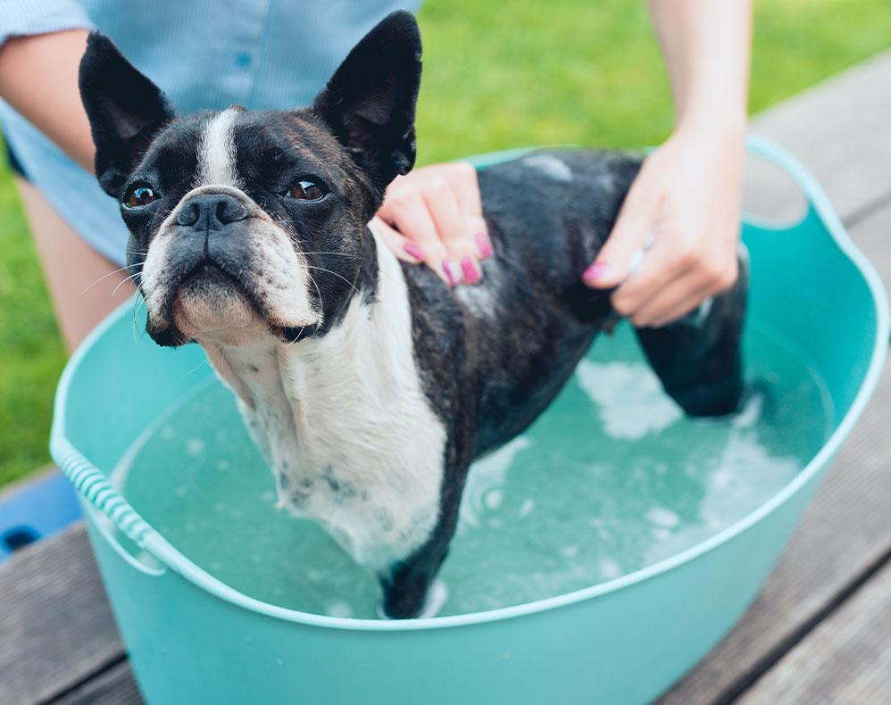 French Bulldog washed in turqouise tub outdoors