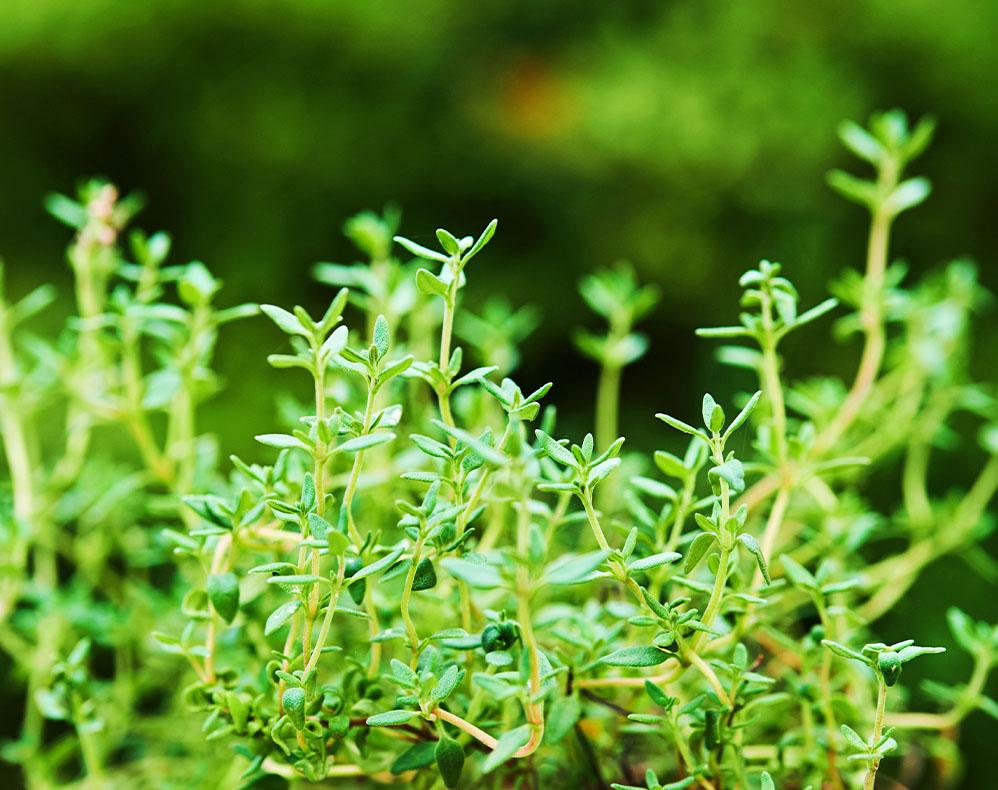 Close up image of Thyme plant