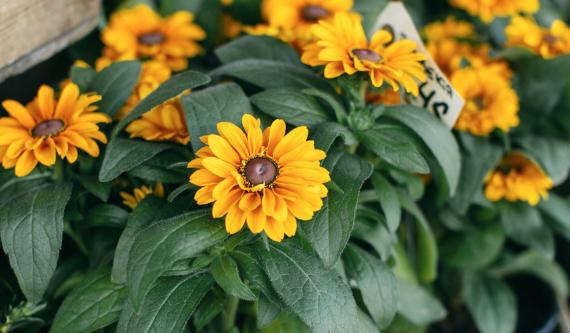 golden daisies closeup