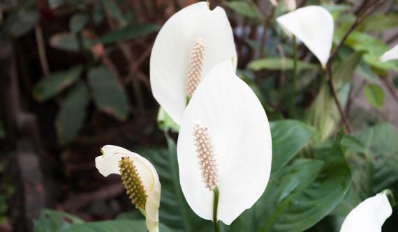 a peace lily