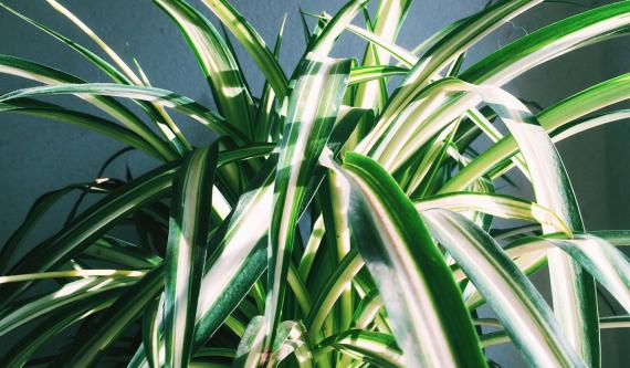 a variegated snake plant