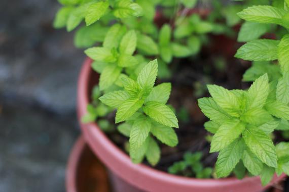 Thyme plant in a pot