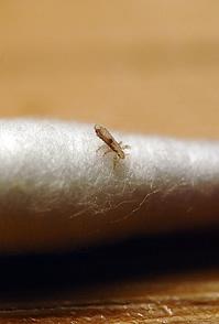 Head-Lice