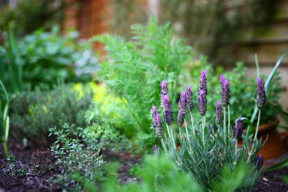 Lavender Flowers in a Garden