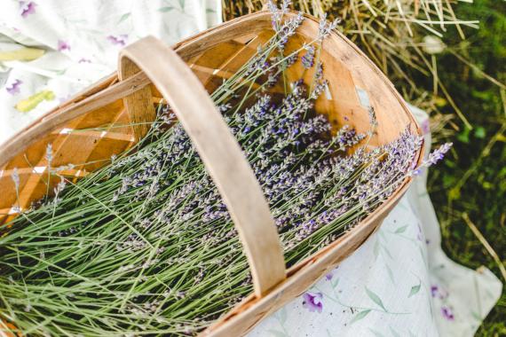 Lavender Flowers in a Basket