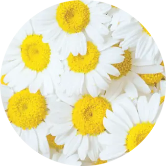 Chamomile flowers