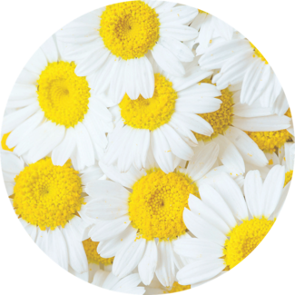 Chamomile flowers