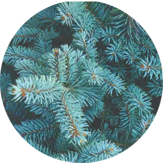 Balsam Fir