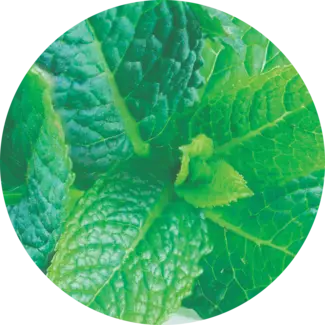Fresh mint leaves