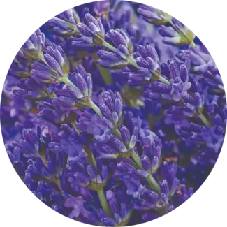 Lavender flowers