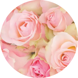 Bouquet of pink roses