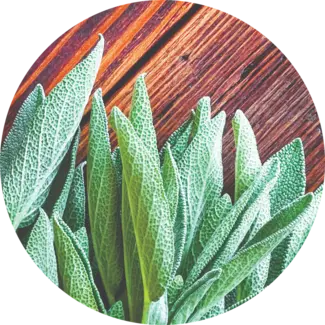 Fresh sage leaves on cedar board
