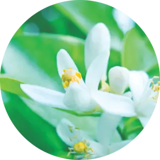Small white flowers on green leaves