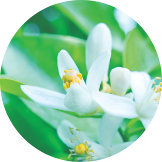 Small white flowers on green leaves