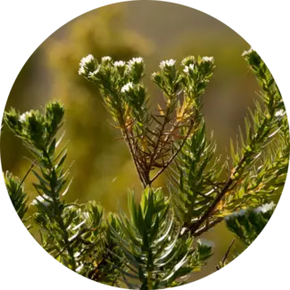 Ingredient Glossary - Buchu Leaf