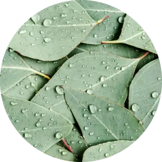 Ingredient Glossary - Eucalyptus Leaves