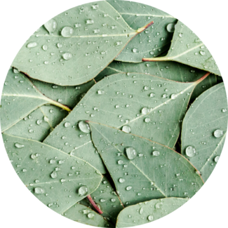 Ingredient Glossary - Eucalyptus Leaves