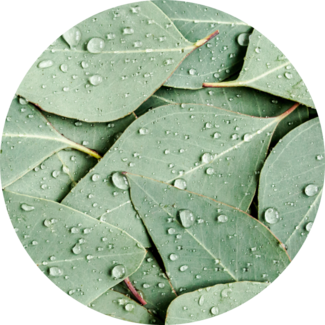 Ingredient Glossary - Eucalyptus Leaves