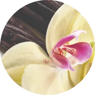 Ingredient Glossary - Vanilla