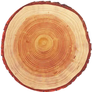 Cedar wood slice
