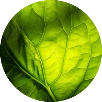Citronella Leaf