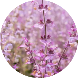 Clary Sage blossoms