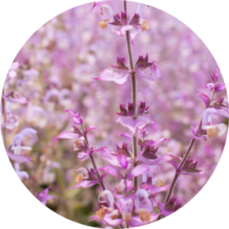 Clary Sage blossoms