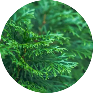 Cypress Branches