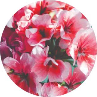 Geranium Blossoms