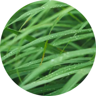 Blades of lemongrass