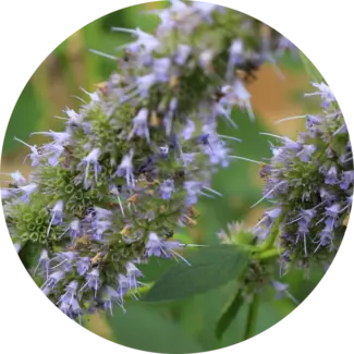Patchouli flower