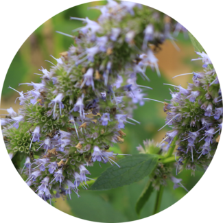 Patchouli flower