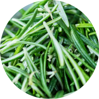 Rosemary needles